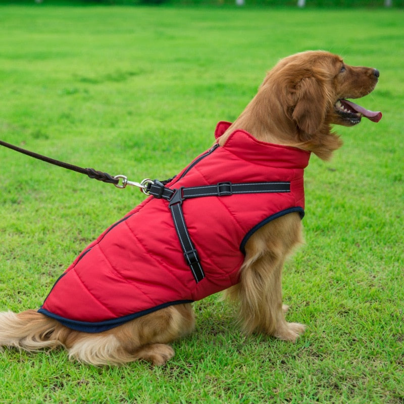 Dog jacket shop with harness